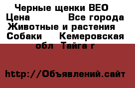 Черные щенки ВЕО › Цена ­ 5 000 - Все города Животные и растения » Собаки   . Кемеровская обл.,Тайга г.